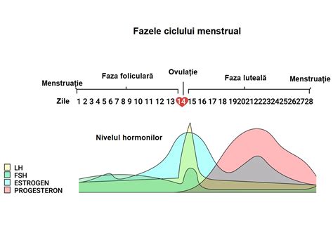 Cele 4 faze ale ciclului menstrual: ce se întâmplă cu。